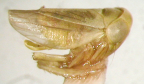 <i>Pascoepus viridiceps</i> (Evans), adult.