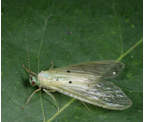 <em>Aethaloptera wellsi</em>, Kuranda, Qld