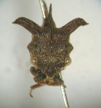 <i>Acanthucalis macalpini</i> Evans, frontal view.