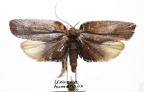 <I>Uzucha humeralis</I> Walker, 1864 [photo by Len Willan]