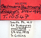 <i>Bactrocera (Bactrocera) diospyri</i> Holotype label