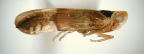 <I>Melanoclypeus cristatus</I> Löcker & Fletcher, adult