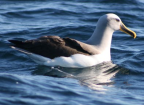 Shy Albatross, nr Tasman Island, Tasmania