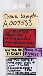 <i>Palirika mackenziei</i> Holotype labels and Genitalia vial.