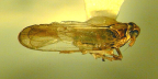 <I>Sogatella kolophon </I>(Kirkaldy), adult male