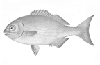 <I>Kyphosus</I> species status uncertain, figure used for description of <I>Segutilum klunzingeri</I>
