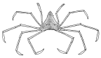 <em>Trigonoplax longirostris</em> [from Hale 1927: fig. 118]