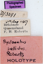 <i>Systoechus pallidus</i> Holotype label