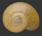 <em>Murphitella froggatti</em>, dorsal view.
Diameter of shell: 17.5 mm