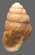 <em>Nesopuparia norfolkensis</em>, apertural view. Height of shell: 3.6 mm