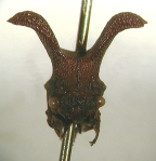 <i>Eufrenchia falcata</i> (Walker), adult, frontal view.