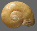 <em>Pseudechotrida bouldercombe</em>, dorsal view.
Diameter of shell: 6mm 