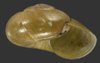 <em>Briansmithia clarkensis</em>, apertural view.