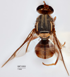 <i>Bactrocera (Bactrocera) furvilineata</i> Holotype