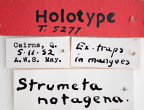 <i>Strumeta notatagena</i> Holotype label