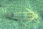 <i>Ribautiana ulmi</i> (L.), type species of <i>Ribautiana</i> Zachvatkin.