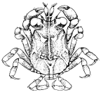 <em>Hapalocarcinus marsupialis</em> dwarf male (to only about 1 mm carapace length) [from Fize & Serène 1957]