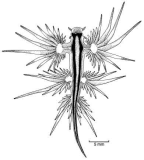 Family Glaucidae. <i>Glaucus atlanticus</i>.(from Beesley, Ross & Wells 1998) [S. Weidland]
