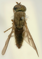 <I>Neodialineura litura</I>  Male