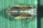 <I>Austrolopa brunensis</I> Evans, late instar nymph.