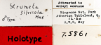 <i>Strumeta silvicola</i> Holotype label