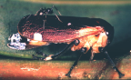 <I>Eurymela distincta </I>Signoret, adult tended by ant.