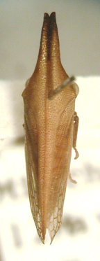 <i>Neosextius longinotum</i> Day, type species of <i>Neosextius</i> Day, dorsal view to show structure of anterior pronotal process.