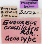 <i>Eusurbus crassilabris</i> labels. This specimen labelled by Roberts as the Genotype of <i>Eusurbus</i> has no valid type status.
