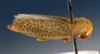 <i>Austroagalloides maculata</i> Evans, adult female.