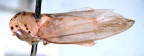 <i>Carvaka maculata</i> Fletcher & Semeraro, holotype male.