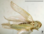 <i>Anzygina melanogaster</i> (Kirkaldy), adult female.
