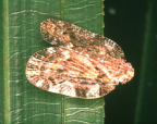 <I>Aprivesa exuta</I> (Melichar), adult