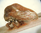 <i>Bucktoniella pyramidatus</i> (Funkhouser), type species of <i>Bucktoniella</i> Evans.