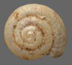 <em>Semilaoma costata</em>, dorsal view. Diameter of shell: 1.6mm.