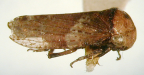 <i>Macroceps fasciatus</i> Signoret 1880, type species of <i>Macroceps</i> Signoret 1879.