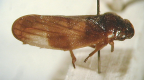 <I>Tonnoiria chinai</I> (Hacker), adult male.