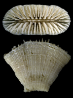 Calicular and lateral view of Placotrochus laevis