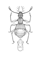 <I>Schistodactylus brevipennis </I>(Lea)