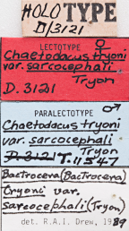 <i>Chaetodacus tryoni sarcocephali</i> Lectotype label