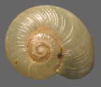 <em>Vitellidelos helmsiana</em>, dorsal view.
Diameter of shell: 7 mm