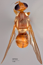 <i>Dacus (Bactrocera) aeroginosus</i> Holotype