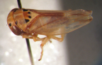 <i>Hatralixia pallida</i> Webb, type species of <i>Hatralixia</i> Webb.