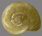 <em>Vitellidelos dorrigoensis</em>, dorsal view.
Diameter of shell: 11.5 mm