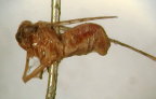 <i>Alleloplasis vespula</i> Fennah, adult