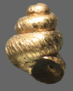 <em>Pupisoma pagodula</em>, apertural view. Height of shell: 1.8 mm [specimen gold-coated for scanning electron microscopy]