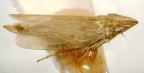 <i>Warlucephala abbreviata</i> Fletcher, macropterous female.