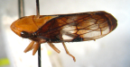 <i>Plexitartessus itonias</i> (Kirkaldy), adult male.