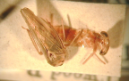<I>Zinislopa troopa </I>Webb, damaged adult female.