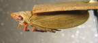 <i>Aloplemmeles gearyi</i> Evans, type species of <i>Aloplemmeles</i> Evans.