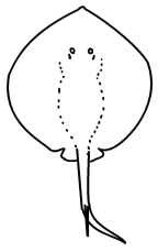 Plesiobatidae